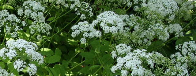 Giersch mit Blüten