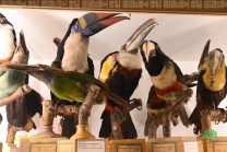 Unterschiedliche Schnabel- und Körperformen zeigen die Anpassung der Vögel an ihre Lebensräume. (Bild: Natalia Siedler)