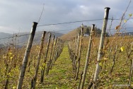 In den Weinbergen an der Mosel