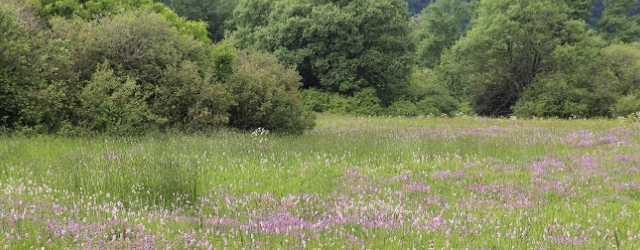 Die Reifenberger Wiesen im Sommer