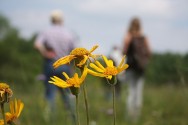 Blick auf die Arnika, im Hintergrund einige Wanderer ©Naturefund