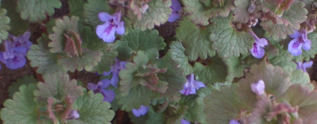 Blühende Gundelrebe (Glechoma hederacea)