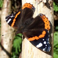 Admiral in Nahaufnahme  ©Sylvia Haendschke