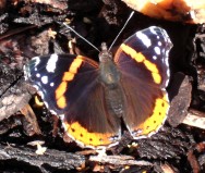 Admiral auf Rindenmulch ©Sylvia Haendschke