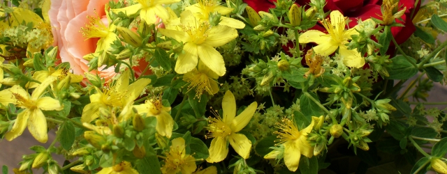 Johanniskraut (Hypericum perforatum)