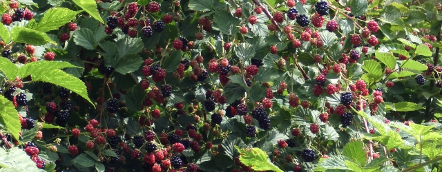 Wilde Brombeeren 