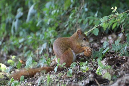 Eichhörnchen beim Fressen, ein typisches Motiv aus Wald und Garten.